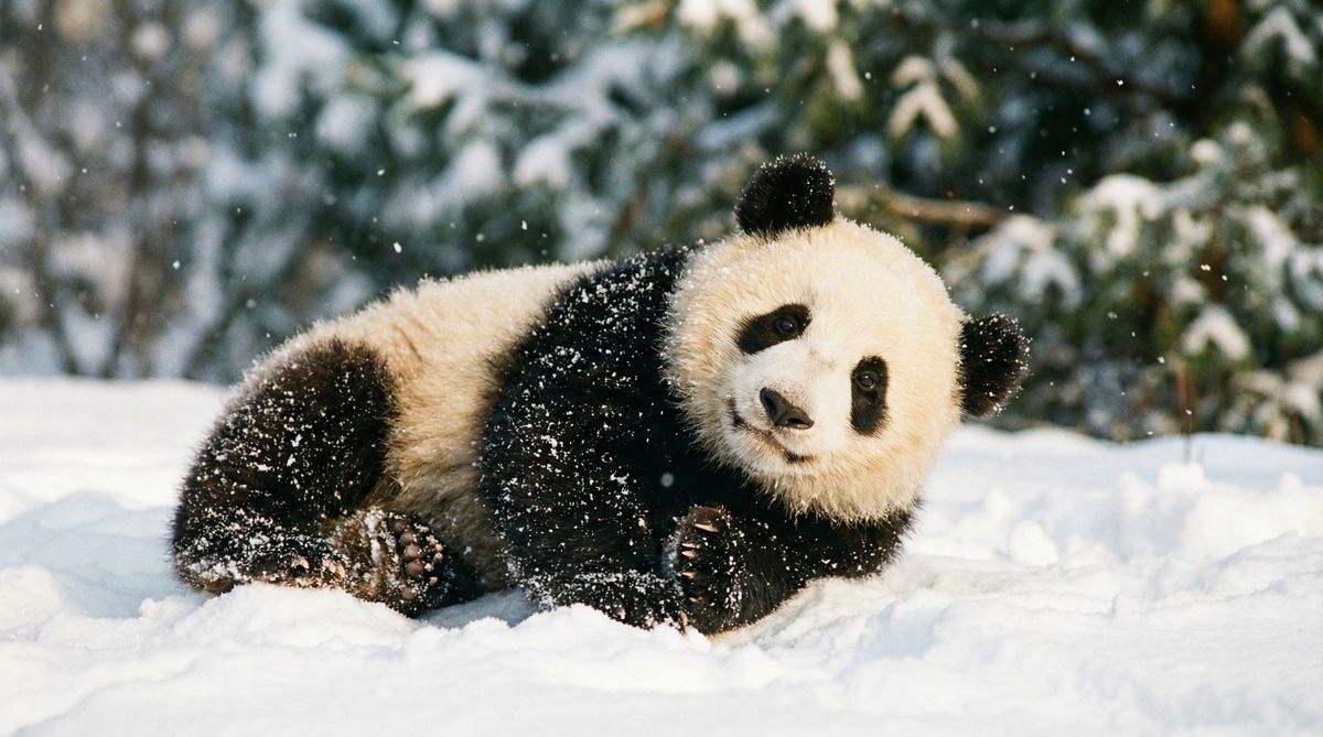 尤物视频熊猫视频